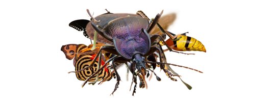 img.insectarivm